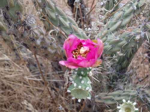 GDMBR: One of the last cactus flowers.